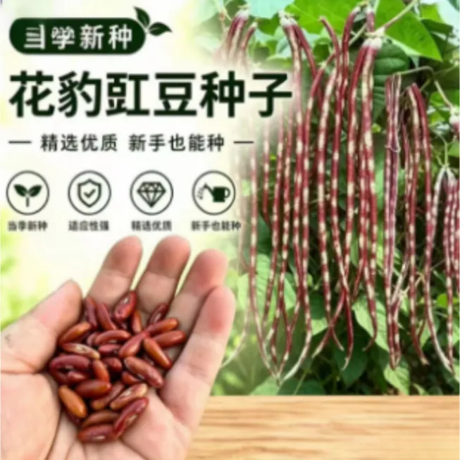 花豹豇豆种籽红色豇豆四季阳台盆栽小菜园豆角地种植蔬菜种子饱满商品图