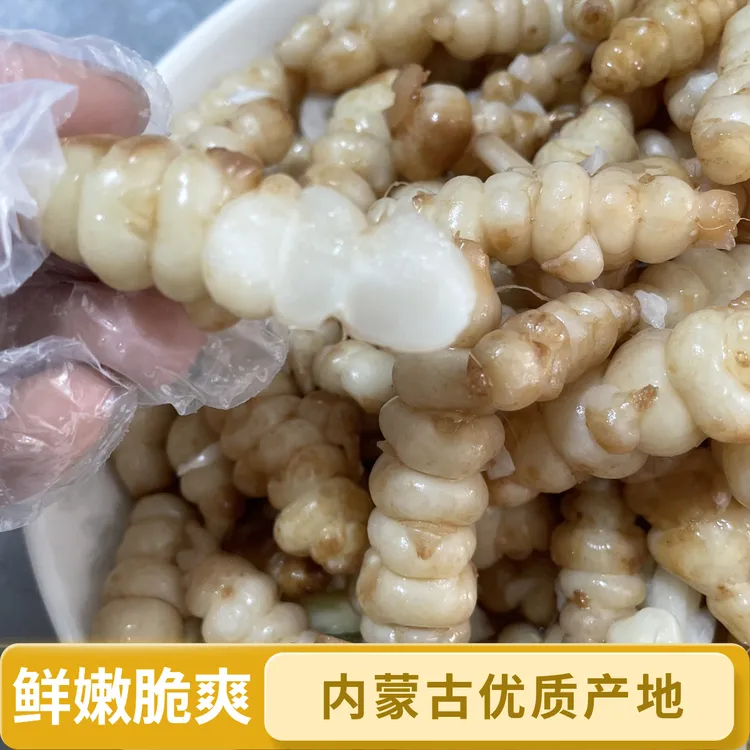 新鲜现挖螺丝菜地环甘露子腌制泡菜