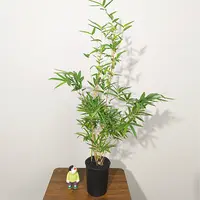 【丛林红观音竹】鸿运竹带盆种好桌面观茎观叶绿植寓义步步高升
