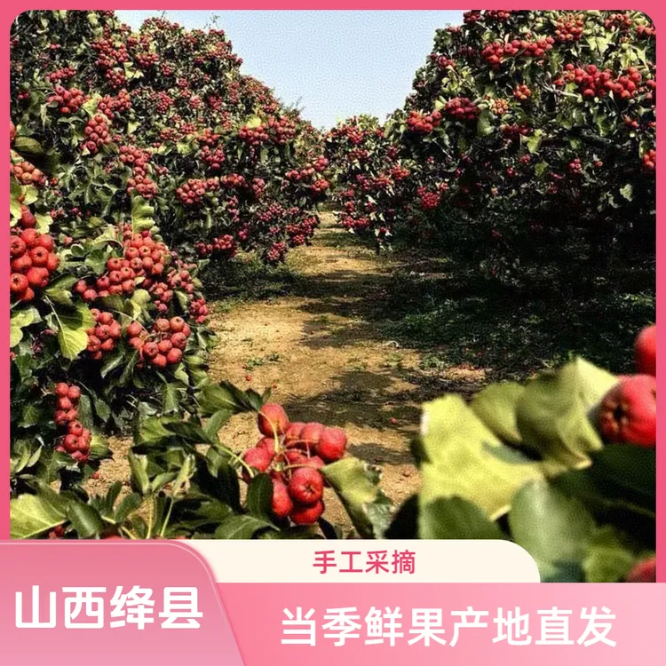 新鲜山楂鲜果八月红山楂农家鲜果产地直发冰糖葫芦糖雪球用果批发