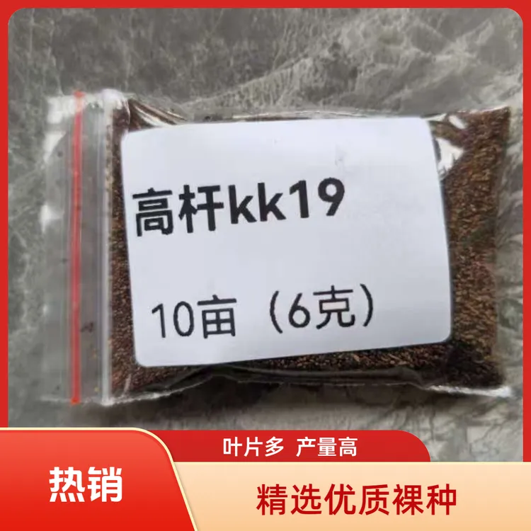 裸种高杆kk19高海拔种植，高产耐肥