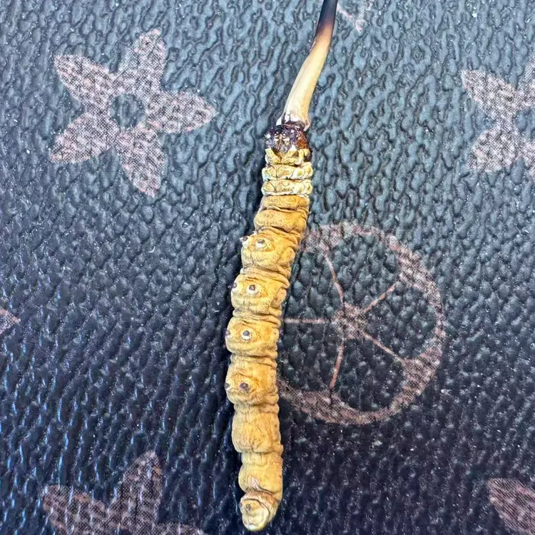 云屿天然冬虫夏草4根一克