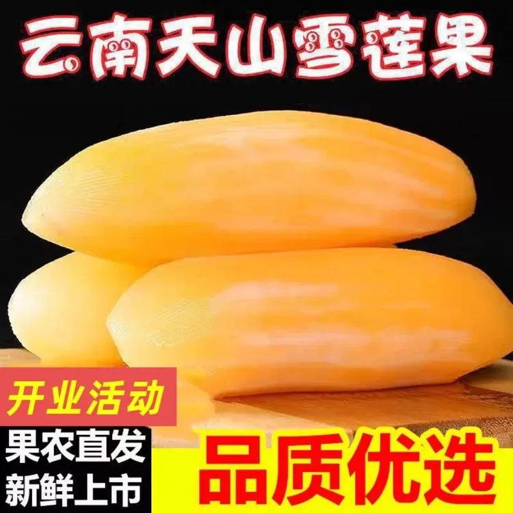 【低糖低热量】云南天山黄心雪莲果新鲜现挖清甜脆爽多汁产地直发Q1