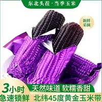 （试吃3支）2025头茬东北黑糯玉米新鲜现摘香甜粘糯可代餐粗粮10支