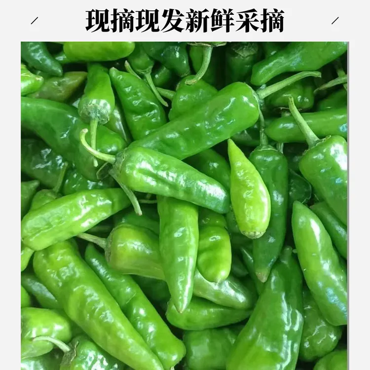 余干辣椒正宗广东辣椒农家种植现摘现发新鲜采摘新鲜特辣薄皮青椒