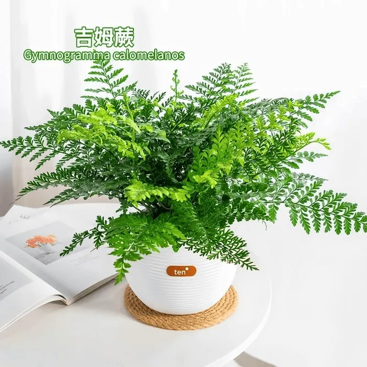吉姆蕨盆栽网红蕨类植物办公室内绿植耐阴蕨类植物铁线蕨