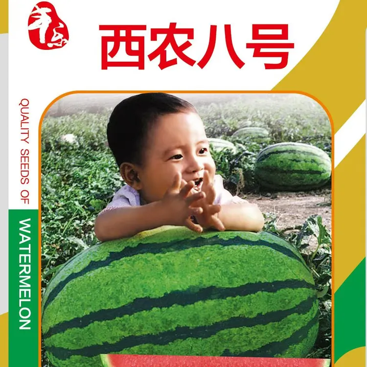 丰乐大西瓜丰乐牌西农八号懒汉西瓜高产抗病花皮红瓤西瓜种子高糖