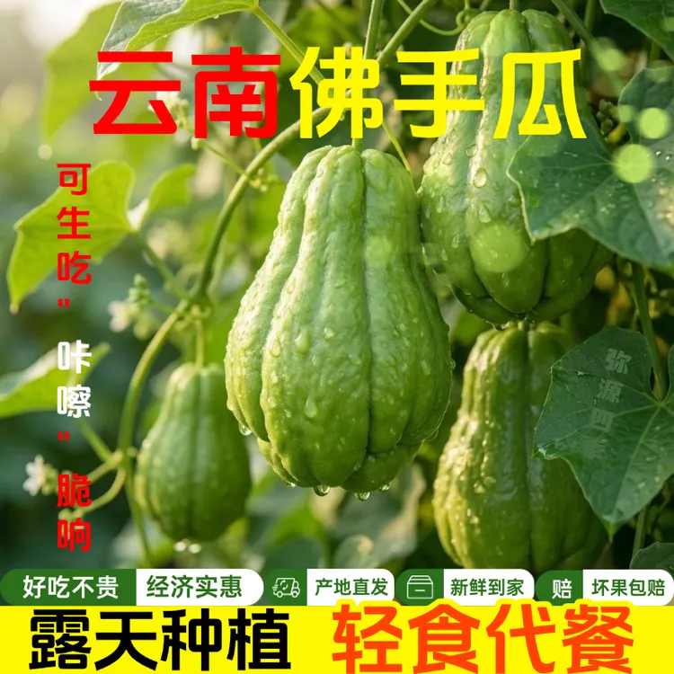 云南现摘新鲜翡翠佛手瓜福寿瓜洋丝瓜捧瓜新鲜蔬菜蔬菜应季蔬菜