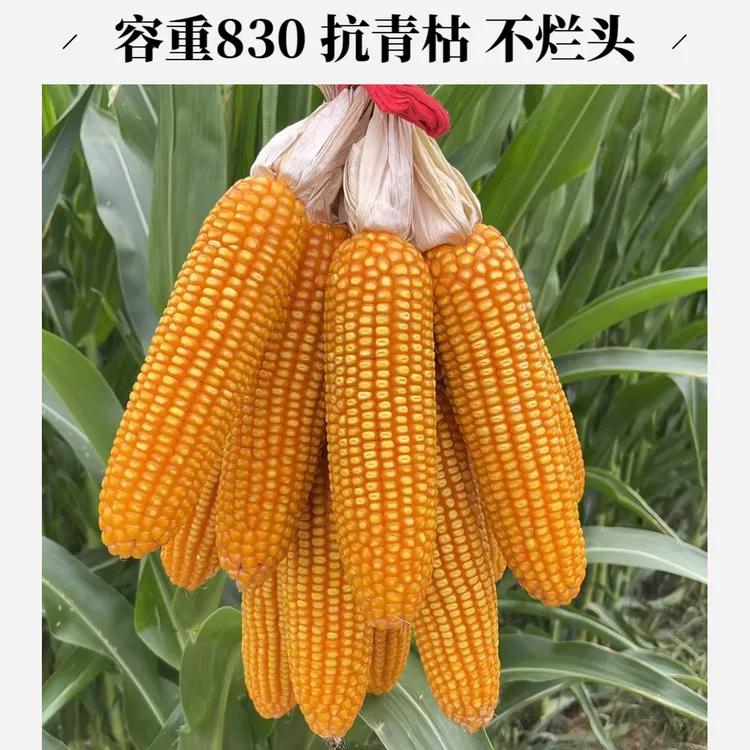 【容重830】高品质 5133粒  抗穗腐抗青枯耐高温密植高产汉玉米种子