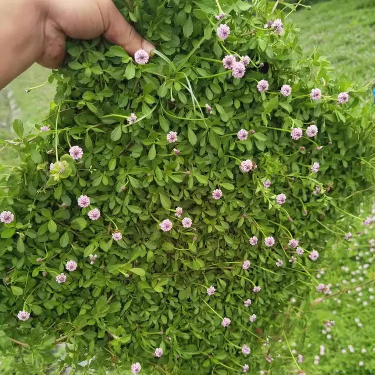 姬岩垂草40X40公分方盆多年生宿根爬藤草坪适合庭院绿化