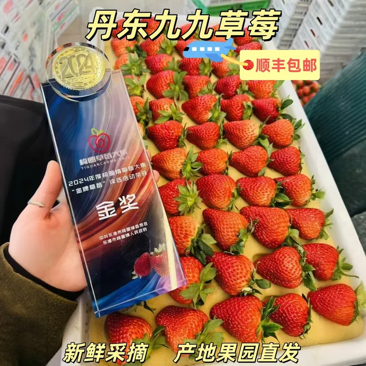 正宗丹东99草莓丹东草莓饱满红颜草莓核心产区自产自销新鲜香甜