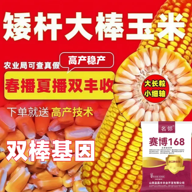 赛博168双胞胎国审红轴大棒玉米种耐高温矮杆抗倒抗病细轴硬质粒商品图