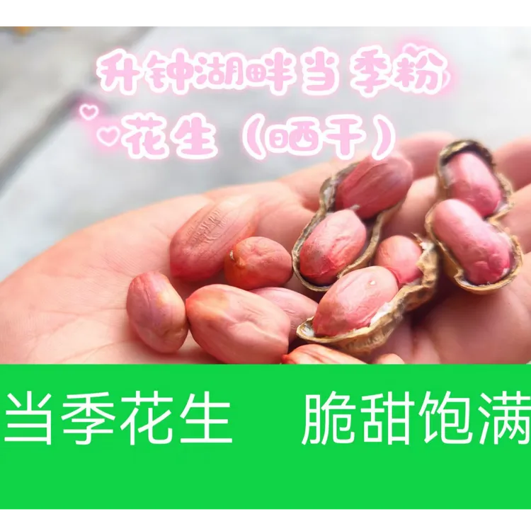 西水当季新花生（升钟湖畔 当季粉花生）