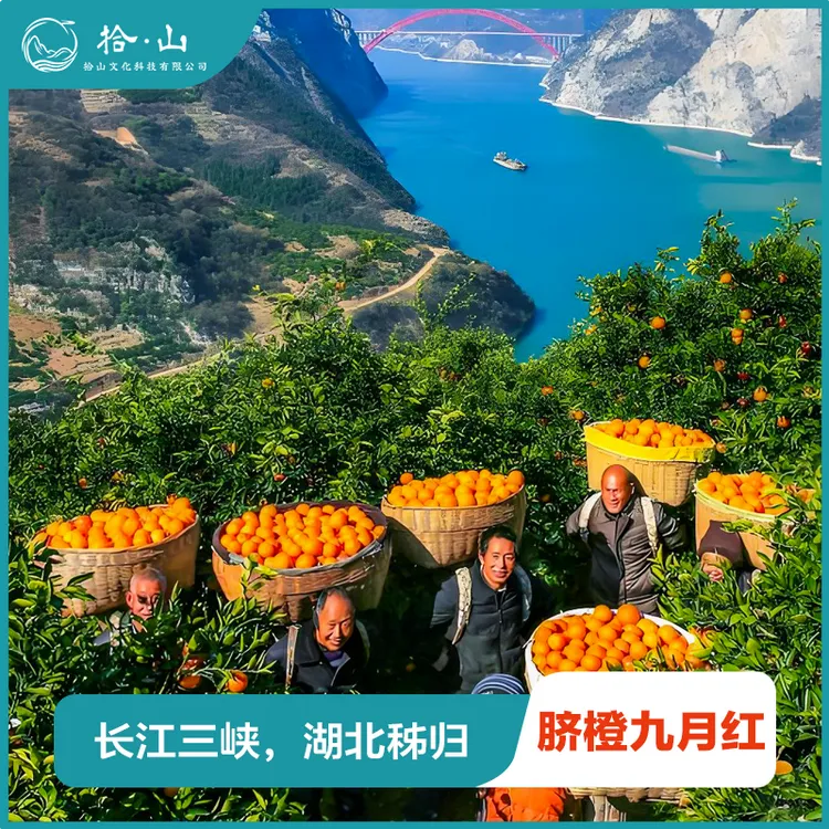 【长江三峡】九月红脐橙果冻橙细嫩爆汁湖北冬季产地直发鲜甜橙子