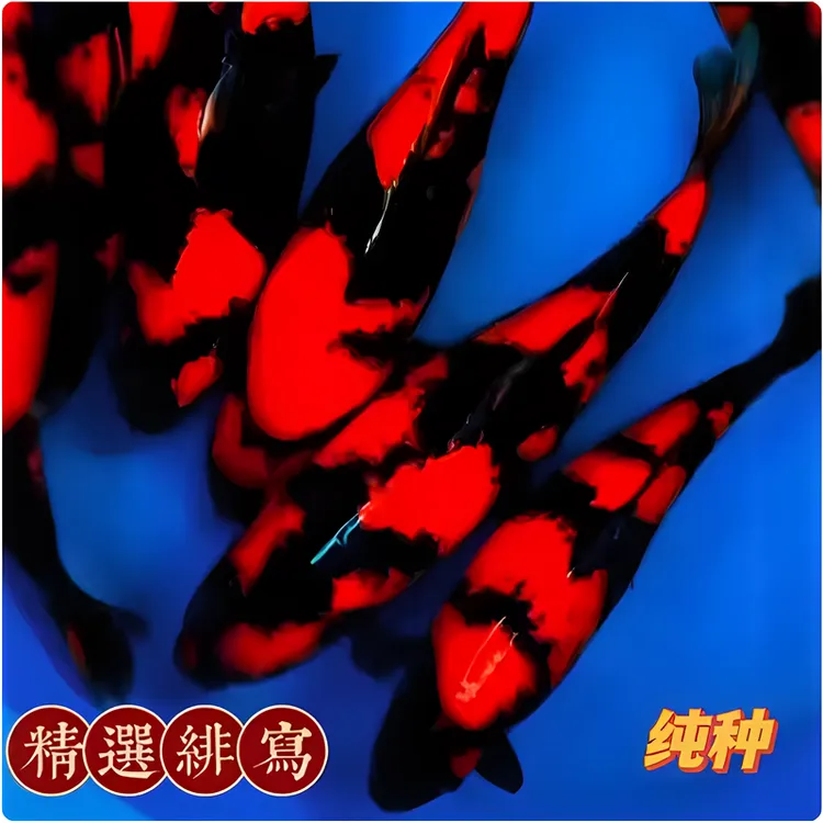 黑红绯写锦鲤冷水观赏鱼渔场直销白写招财鱼好养耐活锦鲤观赏鱼