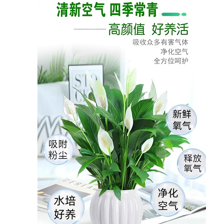 招财水培白掌一帆风顺盆栽室内客厅办公室净化空气好养绿植兰花草