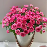 【苏菲】任意拍两单送配草三单送花瓶 云南鲜花直播 玫瑰基地直发