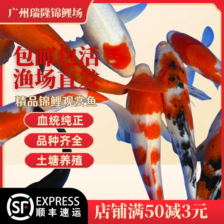 瑞隆锦鲤冷水鱼观赏鱼401-450包邮鱼苗