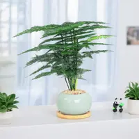 文竹小盆栽含陶瓷盆美化环境室内桌面绿植花卉盆景植物室内办公室