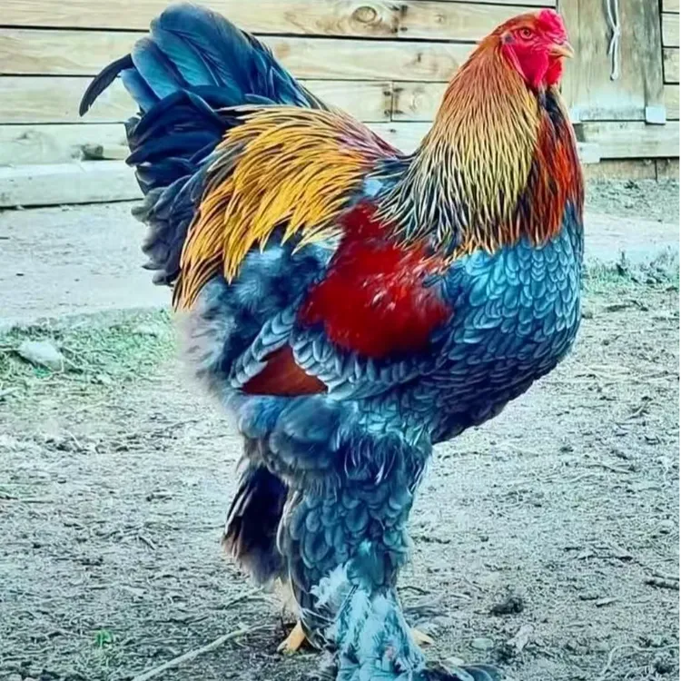 观赏宠物鸡婆罗门鸡梵天鸡优雅