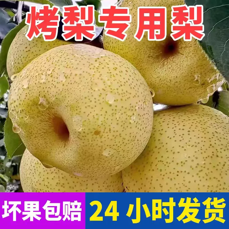 烤梨专用梨子安徽砀山梨小梨现摘梨膏用梨水果梨脆甜酥梨整箱包邮