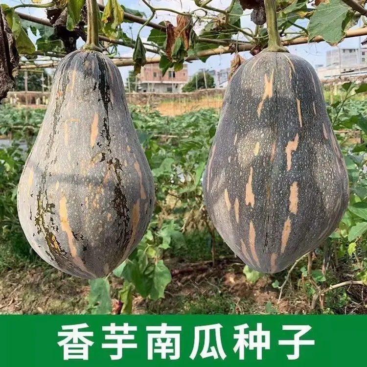 【香芋南瓜种子】肉厚甜糯南瓜籽阳台盆栽农田四季播蔬菜籽种
