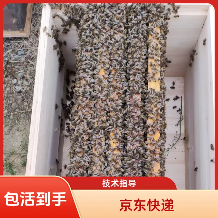 意蜂意大利蜂高产打蜜授粉带大群采蜜取浆