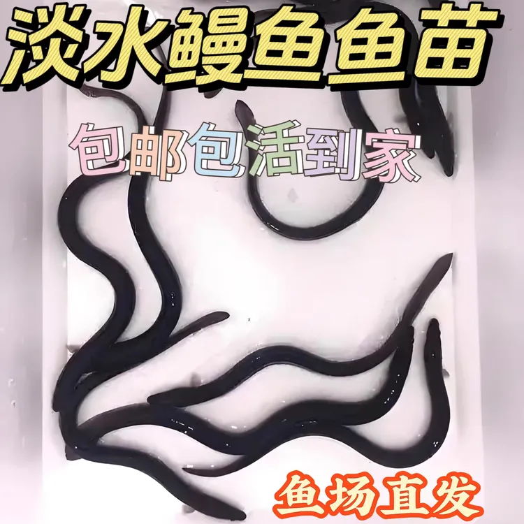 淡水鳗鱼苗白鳗苗鱼塘养殖河鳗苗鱼淡水鱼苗鱼塘鱼苗白鳝鱼养鱼