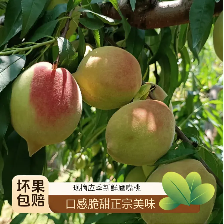 顺丰京东【应季热卖】正宗口感鹰嘴桃连平县应季桃子水蜜桃新鲜