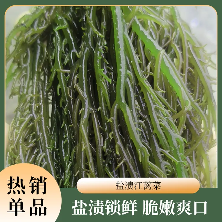 凉拌盐渍江蓠菜新鲜凉拌盐渍海带丝可用于火锅麻辣烫的优质裙带菜