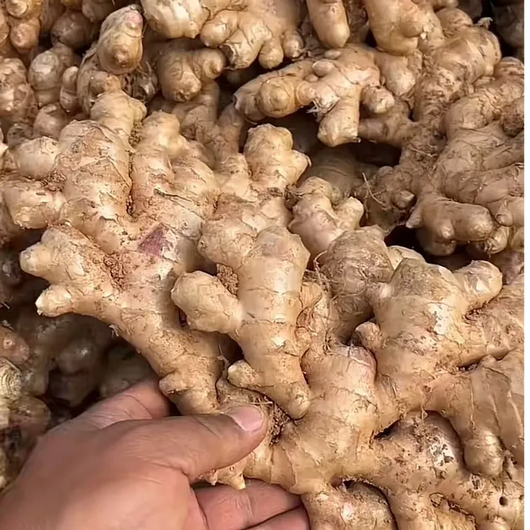 宗师漏卧【精品带泥老姜】云南罗平小黄姜三年土窖储藏原产地发货