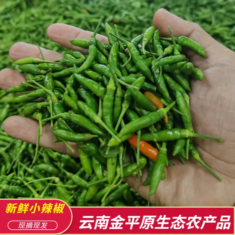 云南特产新鲜小雀椒小米辣现摘现发超辣蔬菜小辣椒