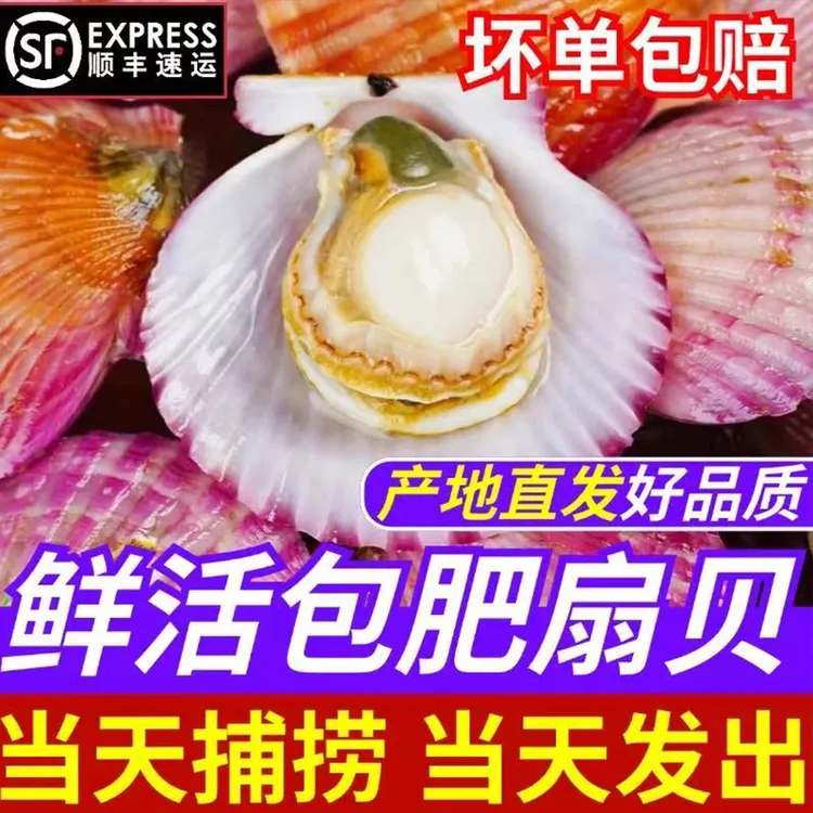 【产地直发】鲜活小红贝扇贝无沙已清洗鲜甜肥美现捞现发顺丰发货
