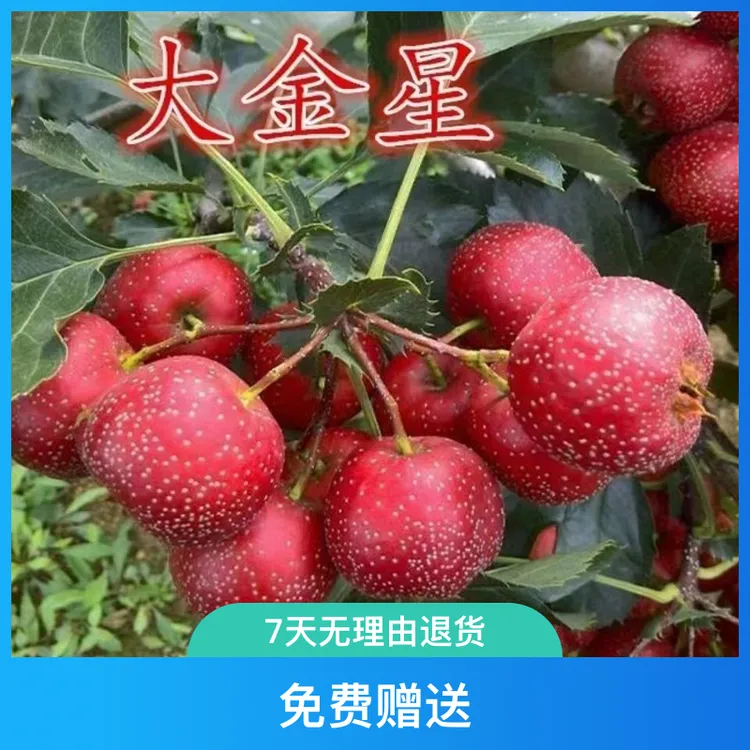 山楂树苗嫁接新品种大金星甜红子山楂盆栽地栽南北方种植当年结果