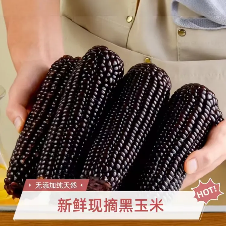 【试吃2根】东北黑糯玉米12根整箱6-7斤香甜软糯花青素