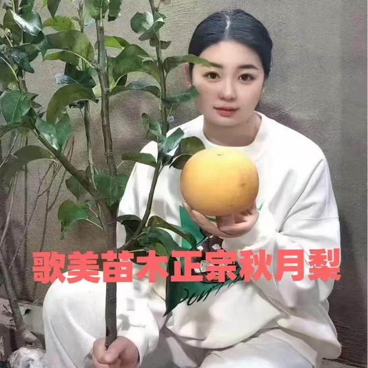 正宗嫁接秋月梨树苗翠冠梨皇冠梨各种梨树南北方种植盆栽地栽