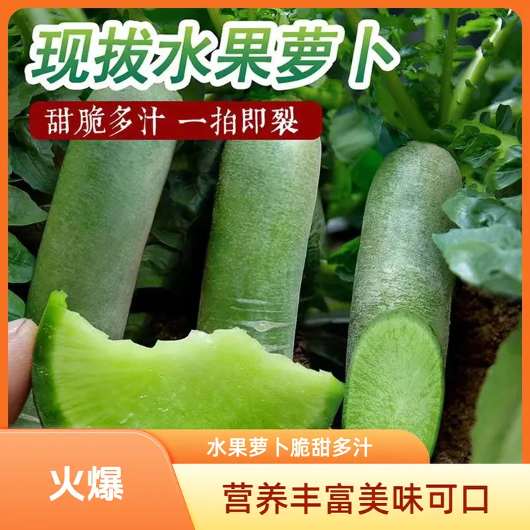 潍坊水果青萝卜新鲜现拔生吃脆甜多汁农家自种正宗潍坊水果萝卜