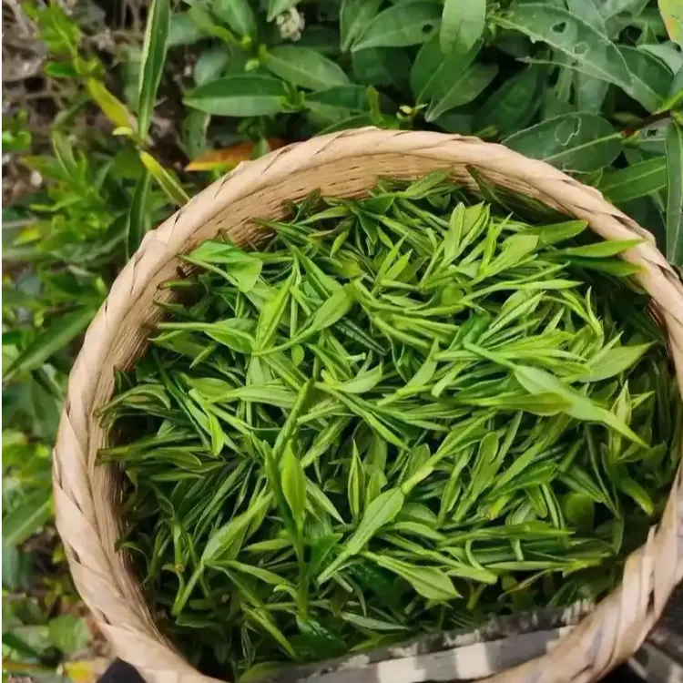 22年马鞍山古树生茶（散茶）