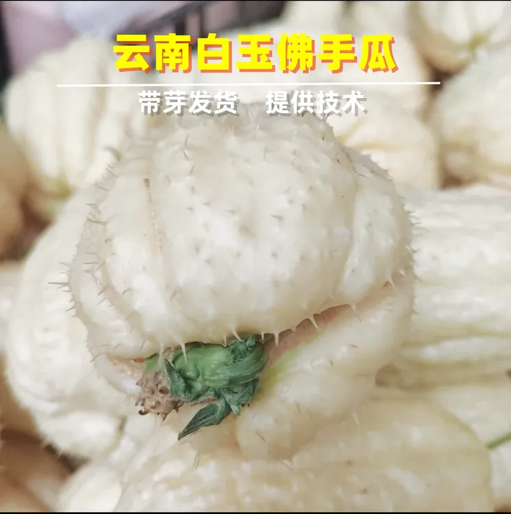 云南佛手瓜种球新鲜带芽种苗爬藤搭架四季播种高产多年生