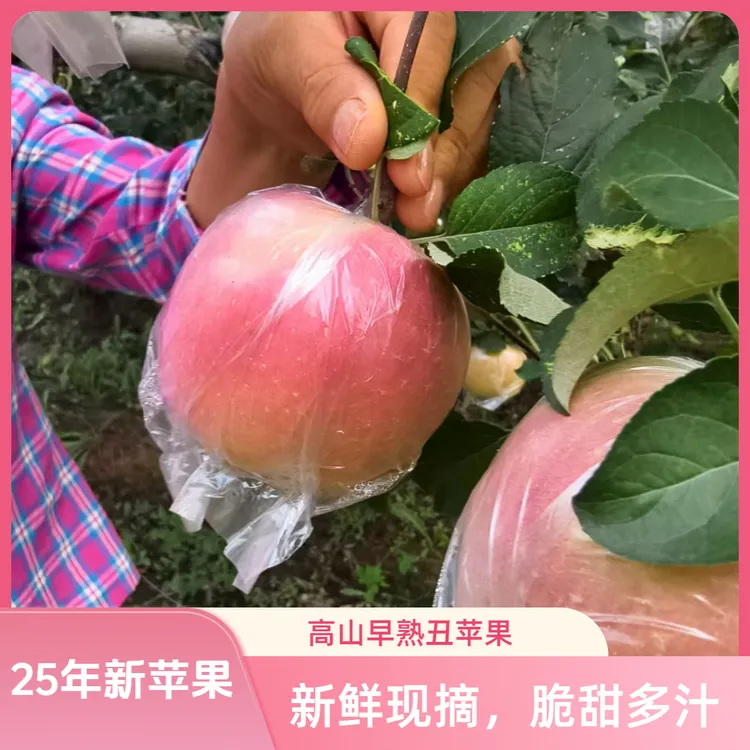 顺丰【25年丑苹果】新鲜早熟红富士苹果高山膜袋丑苹果4.5/8.5斤