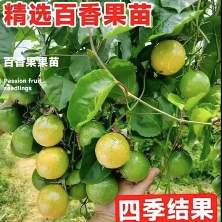 黄金9号百香果嫁接苗高产纯甜大果南北方盆地栽阳台四季当年结果