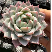 7#百灵鸟多肉植物  前男友精品多肉SM1303