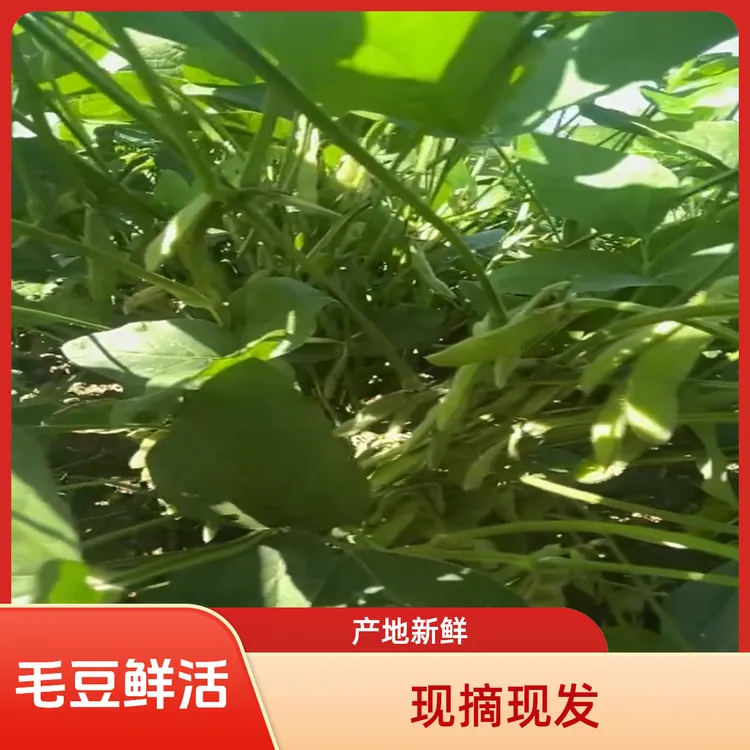 现摘现发江西农家种植新鲜不泡水毛豆当季天然蔬菜