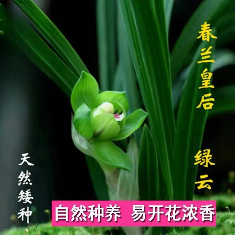 老种春兰绿云浓香型正品包对版室内好养兰花盆栽绿植花卉