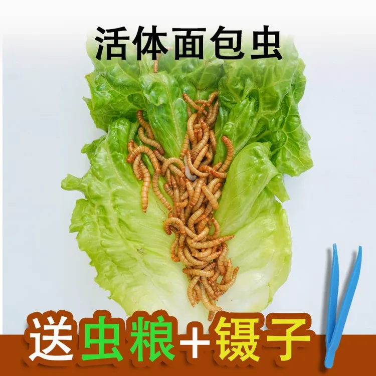 面包虫钓鱼专用黄粉虫透气小盒蜘蛛蝎子乌龟守宫角蛙鸟活饵饲料