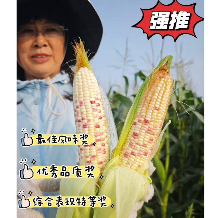 新鲜现摘现发山东日照沙土地种植皮薄彩糯香甜有机玉米包谷
