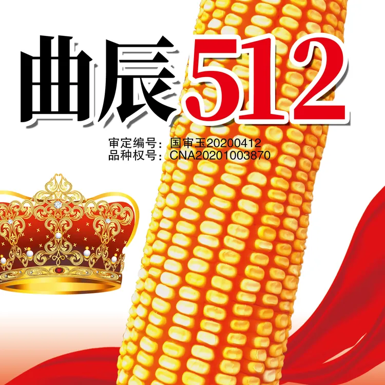 曲辰512高产玉米种西南国审大穗大粒深马齿 2kg
