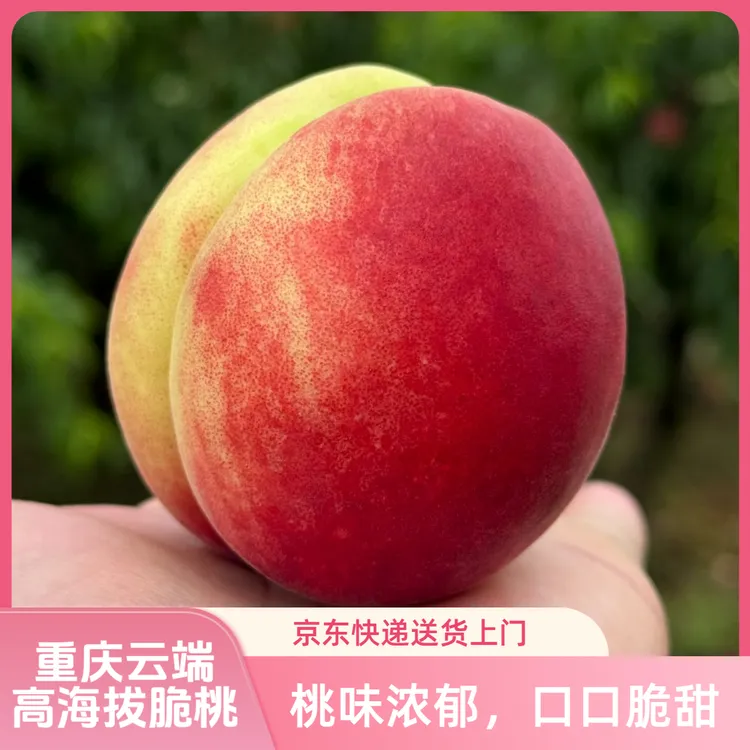 京东包邮重庆高海拔云端脆桃新鲜脆桃现摘现发水分足脆甜多汁水果