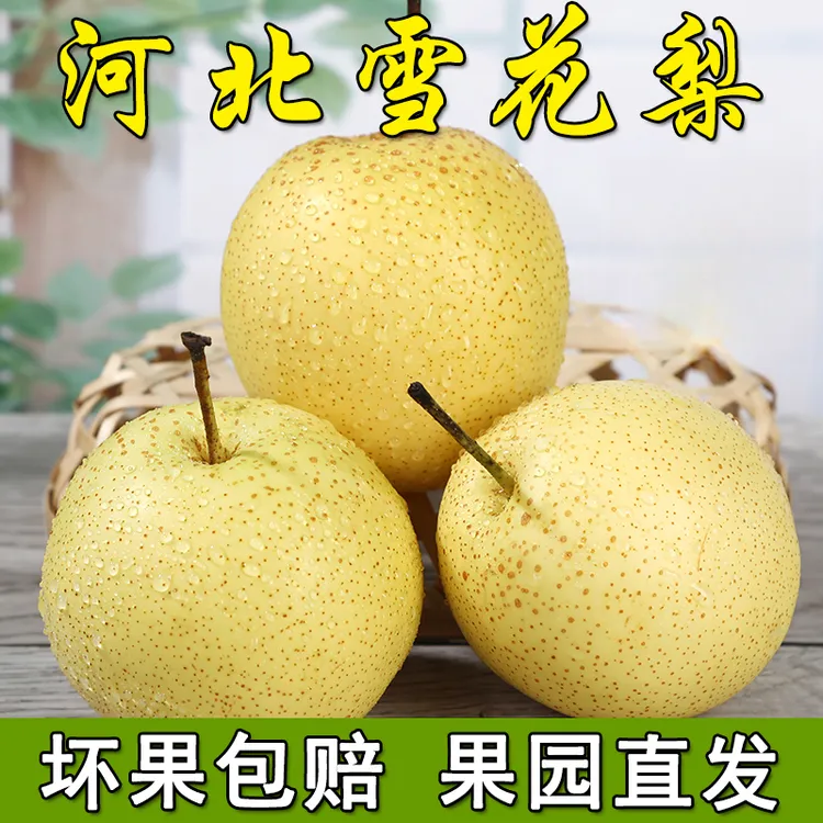 河北赵州雪花梨冰糖炖雪梨煲汤罐头梨批发5斤9斤