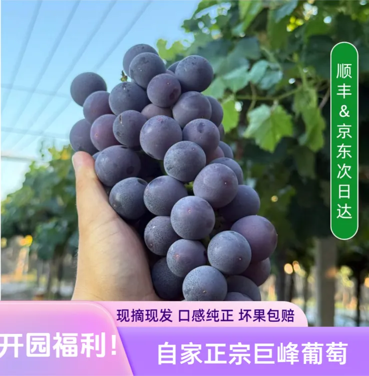正宗巨峰葡萄同大圩果园直发 新鲜采摘软糯甘甜新鲜水果4斤-5斤